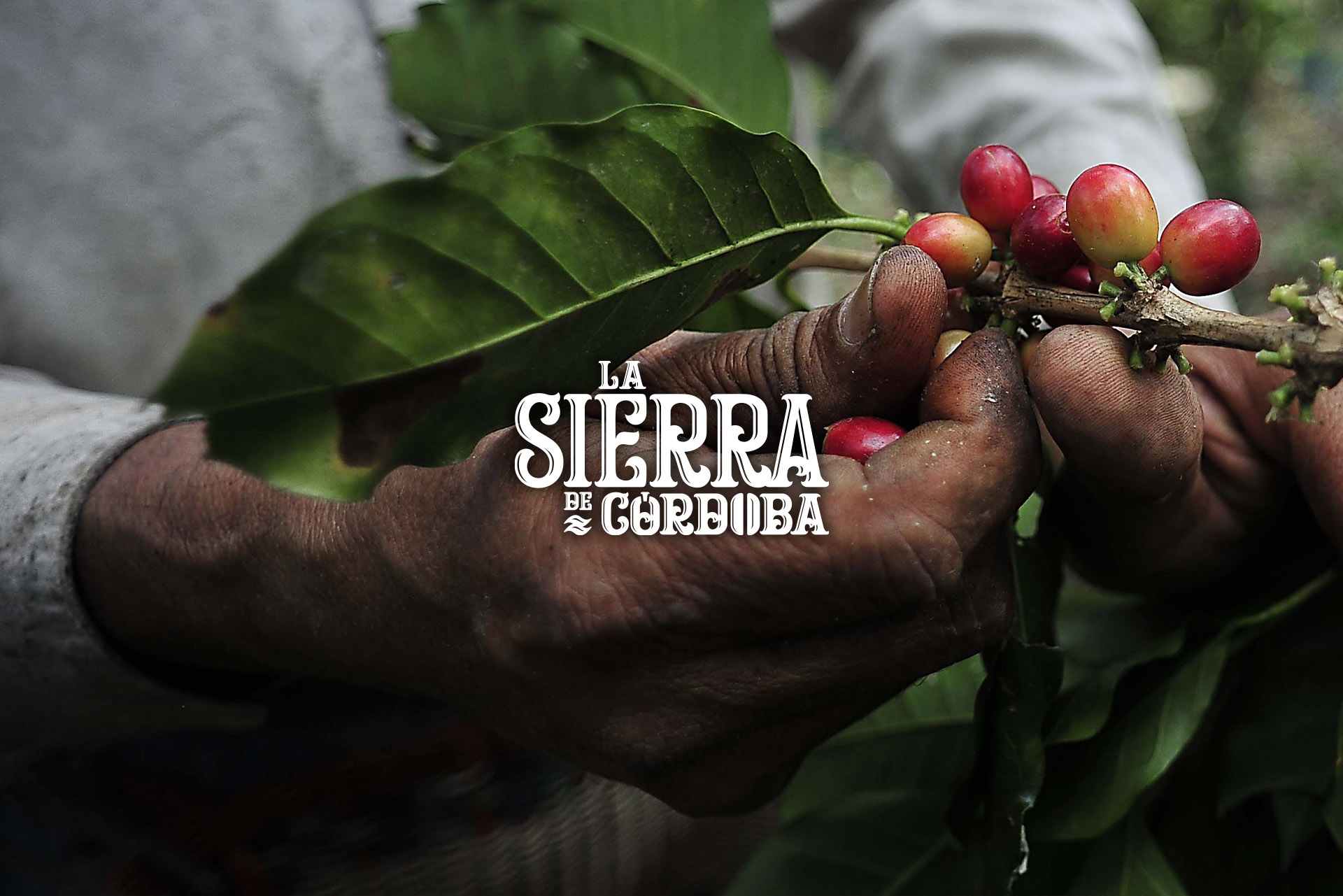 Branding for coffee company rooted in Mexican tradition – La Sierra de Córdoba identity project with cultural storytelling